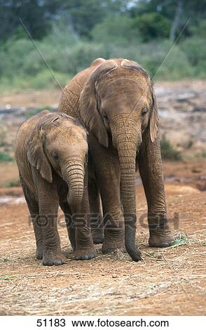 Stock Image - Two calves of African elephants (loxodonta africana) in forest . Fotosearch
