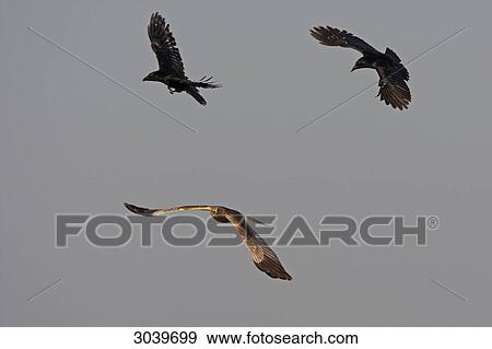 Two Carrion Crows (Corvus corone) attacking Western Marsh Harrier (Circus aeruginosus) in mid-air View Large Photo Image Stock Photo - Two Carrion Crows (Corvus corone) attacking Western Marsh Harrier (Circus aeruginosus) in mid-air . Fotosearch