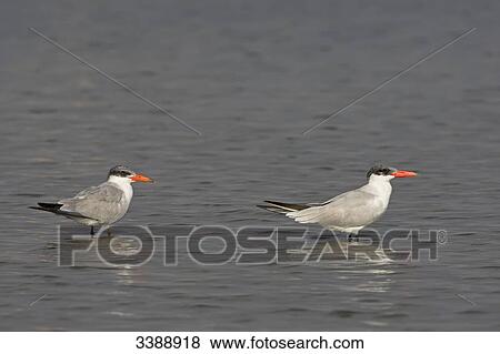 Two Caspian Terns (Hydroprogne caspia) standing in the water, side view View Large Photo Image Stock Photo - Two Caspian Terns (Hydroprogne caspia) standing in the water, side view . Fotosearch