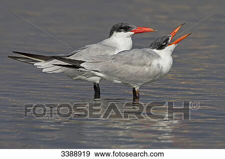 Two Caspian Terns (Hydroprogne caspia) standing in the water, side view View Large Photo Image Stock Photo - Two Caspian Terns (Hydroprogne caspia) standing in the water, side view . Fotosearch