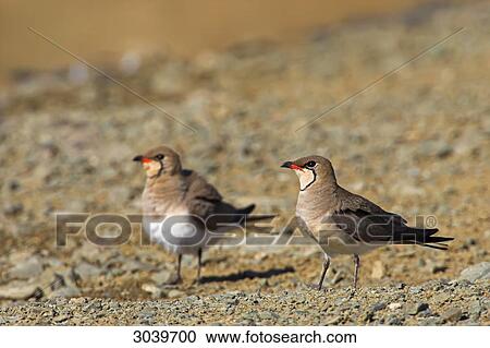 Stock Image - Two Collared Pratincoles (Glareola pratincola) standing on gravel bed, side view . Fotosearch