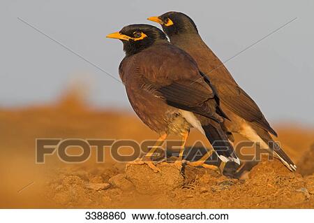 Stock Image - Two Common Mynas (Acridotheres tristis), side view . Fotosearch