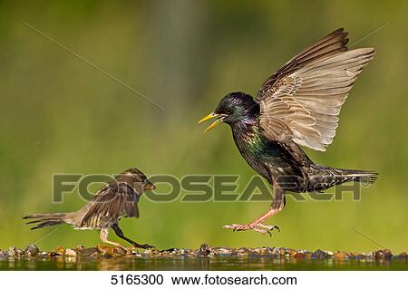 Two Common Starlings, Sturnus vulgaris View Large Photo Image Stock Image - Two Common Starlings, Sturnus vulgaris . Fotosearch