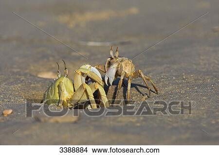 Two crabs on the beach, close-up View Large Photo Image Picture - Two crabs on the beach, close-up . Fotosearch