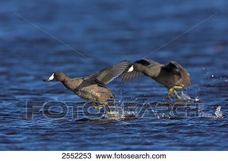 Two cranes walking in water View Large Photo Image Stock Image - Two cranes walking in water . Fotosearch