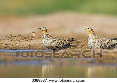 Stock Photo - Two Crowned Sandgrouses (Pterocles coronatus) on the waterfront, side view . Fotosearch