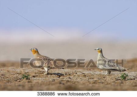 Stock Photograph - Two Crowned Sandgrouses (Pterocles coronatus), side view . Fotosearch