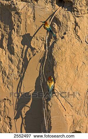 Two European Bee-eaters (Merops apiaster) in tunnel nest View Large Photo Image Stock Photo - Two European Bee-eaters (Merops apiaster) in tunnel nest . Fotosearch