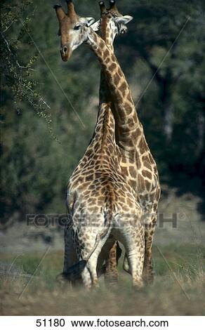 Two giraffes (Giraffa camelopardalis) standing in field with crossed necks View Large Photo Image Stock Image - Two giraffes (Giraffa camelopardalis) standing in field with crossed necks . Fotosearch