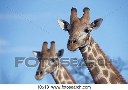 Stock Photo - Two giraffes' (Giraffa camelpardalis) neck, Kruger National Park, South Africa . Fotosearch
