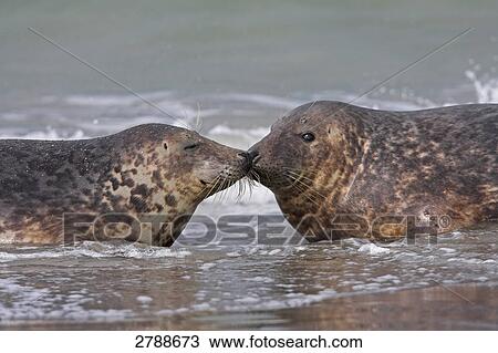 Stock Image - two gray seals, Halichoerus grypus, side view . Fotosearch