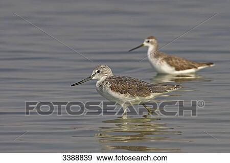 Two Greenshanks (Tringa nebularia) walking in the water, side view View Large Photo Image Stock Photo - Two Greenshanks (Tringa nebularia) walking in the water, side view . Fotosearch