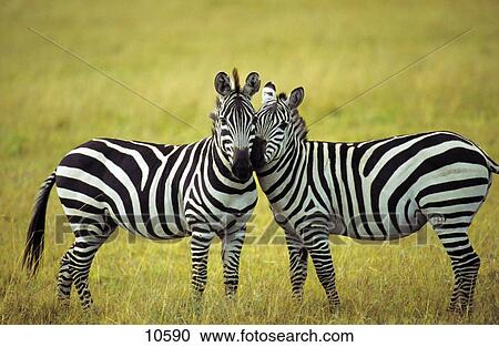 Two Grevy's Zebras (Equus grevyi) standing in field, Samburu National Park, Kenya View Large Photo Image Stock Image - Two Grevy's Zebras (Equus grevyi) standing in field, Samburu National Park, Kenya . Fotosearch