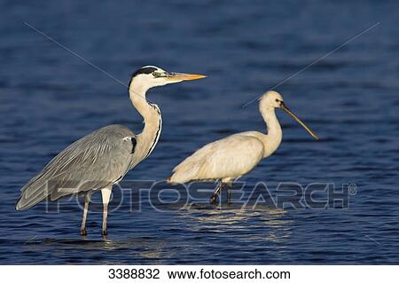 Two Grey Herons (Ardea cinerea) standing in the water, side view View Large Photo Image Stock Image - Two Grey Herons (Ardea cinerea) standing in the water, side view . Fotosearch