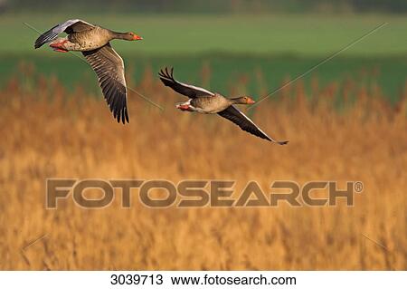Two Greylag Gooses (Anser anser) flying over grain field, side view View Large Photo Image Stock Image - Two Greylag Gooses (Anser anser) flying over grain field, side view . Fotosearch