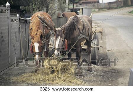 Two horses eating hay at roadside, Ukraine View Large Photo Image Stock Photography - Two horses eating hay at roadside, Ukraine . Fotosearch