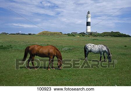 Stock Image - Two horses grazing in field, North Frisian Islands, Schleswig-Holstein, Germany . Fotosearch