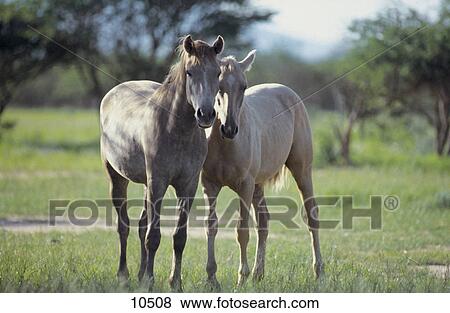Two horses standing in field View Large Photo Image Stock Photo - Two horses standing in field . Fotosearch