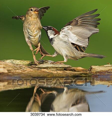 Two House Sparrows (Passer domesticus) playing at the edge of a puddle, close-up View Large Photo Image Picture - Two House Sparrows (Passer domesticus) playing at the edge of a puddle, close-up . Fotosearch