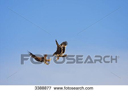 Two Imperial Eagles (Aquila heliaca) fighting in flight, low angle view View Large Photo Image Stock Photo - Two Imperial Eagles (Aquila heliaca) fighting in flight, low angle view . Fotosearch