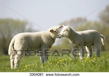 Two lambs on a pasture, Schleswig-Holstein, Germany View Large Photo Image Stock Image - Two lambs on a pasture, Schleswig-Holstein, Germany . Fotosearch