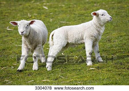Two lambs standing on a pasture, Schleswig-Holstein, Germany View Large Photo Image Stock Photo - Two lambs standing on a pasture, Schleswig-Holstein, Germany . Fotosearch