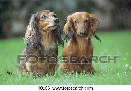 Two Long Haired Dachshund Dogs Sitting In Field Stock Photograph