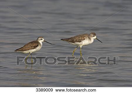 Stock Photo - Two Marsh Sandpipers (Tringa stagnatilis) walking in the water, side view . Fotosearch