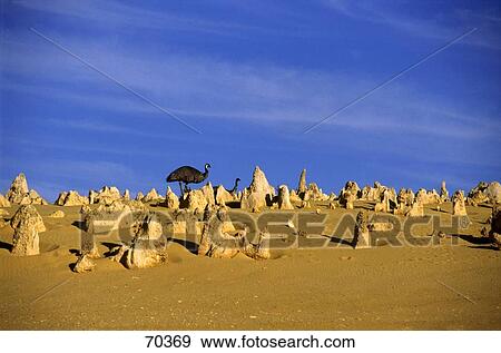 Stock Photo - Two ostrich in desert, Pinnacles Desert, Nambung National Park, Australia . Fotosearch
