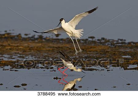 Stock Photography - Two Pied Avocets (Recurvirostra avosetta) in water . Fotosearch