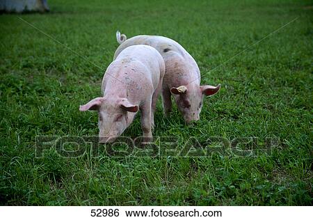 Two pigs in meadow View Large Photo Image Stock Photograph - Two pigs in meadow . Fotosearch