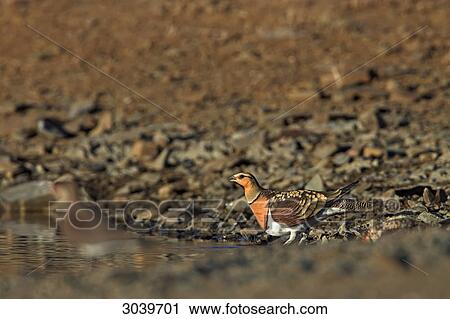 Two Pin-tailed Sandgrouses (Pterocles alchata) standing at waters edge, side view View Large Photo Image Stock Image - Two Pin-tailed Sandgrouses (Pterocles alchata) standing at waters edge, side view . Fotosearch
