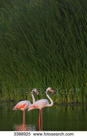 Stock Photography - Two pink flamingos (Phoenicopterus ruber roseus) standing in water, side view . Fotosearch