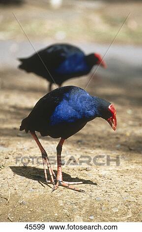 Stock Photo - Two Purple Swamphen (Porphyrio porphyrio) birds foraging in field, Australia . Fotosearch