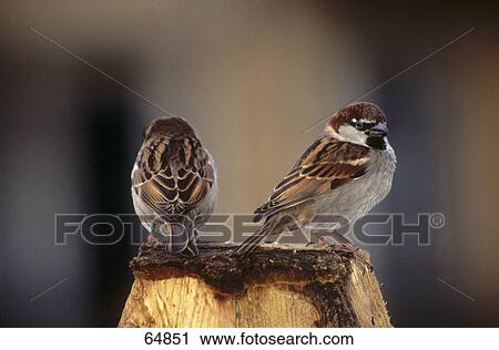 Two sparrows on wood View Large Photo Image Stock Image - Two sparrows on wood . Fotosearch