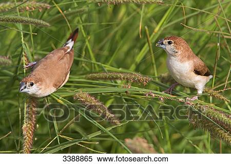 Stock Photography - Two White-throated Munias (Euodice malabarica) perching on a blade of grass, elevated view . Fotosearch