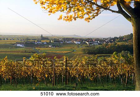 Vine growing in vineyard, Burrweiler, Rhineland-Palatinate, Germany View Large Photo Image Stock Image - Vine growing in vineyard, Burrweiler, Rhineland-Palatinate, Germany . Fotosearch