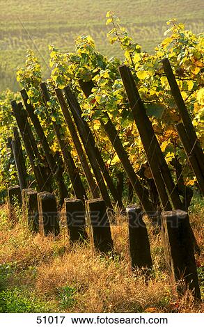 Stock Photo - Vineyard on rural landscape, Germany . Fotosearch