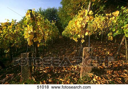 Vineyard on rural landscape, Germany View Large Photo Image Stock Photo - Vineyard on rural landscape, Germany . Fotosearch