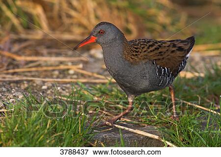 Walking Water Rail (Rallus aquaticus) View Large Photo Image Stock Photo - Walking Water Rail (Rallus aquaticus) . Fotosearch