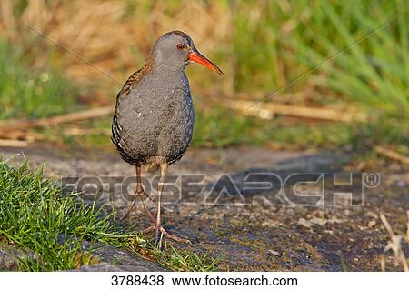 Walking Water Rail (Rallus aquaticus) View Large Photo Image Stock Photo - Walking Water Rail (Rallus aquaticus) . Fotosearch