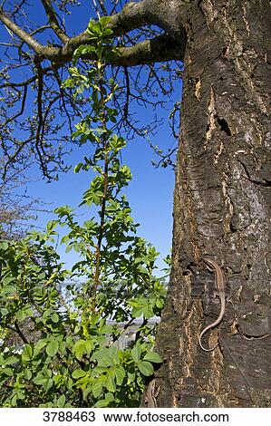 Stock Image - Wall Lizard (Podarcis muralis) on tree trunk . Fotosearch