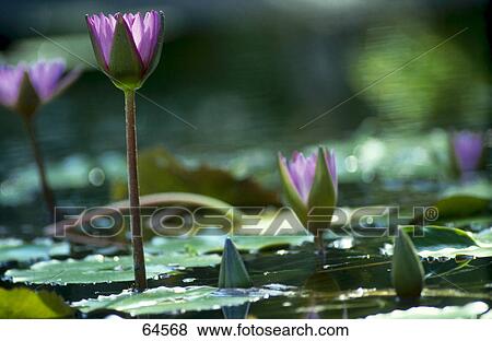 Stock Photo - Water lilly flowers blooming in pond . Fotosearch