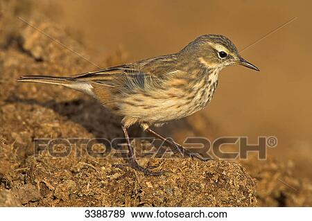Stock Photo - Water Pipit (Anthus spinoletta), close-up . Fotosearch