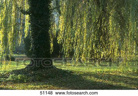 Weeping Willow tree in garden View Large Photo Image Stock Photo - Weeping Willow tree in garden . Fotosearch