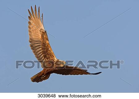 Western Marsh Harrier (Circus aeruginosus) in mid-air, view from below View Large Photo Image Stock Photo - Western Marsh Harrier (Circus aeruginosus) in mid-air, view from below . Fotosearch