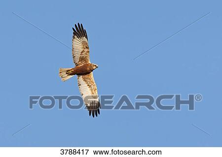 Western Marsh Harrier (Circus aeruginosus) flying View Large Photo Image Stock Photo - Western Marsh Harrier (Circus aeruginosus) flying . Fotosearch