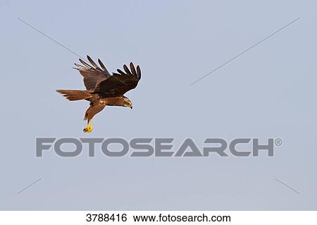 Western Marsh Harrier (Circus aeruginosus) flying View Large Photo Image Stock Photograph - Western Marsh Harrier (Circus aeruginosus) flying . Fotosearch
