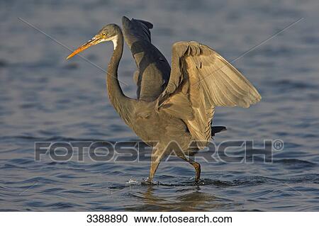 Western Reef Heron (Egretta gularis) in shallow water, side view View Large Photo Image Stock Image - Western Reef Heron (Egretta gularis) in shallow water, side view . Fotosearch