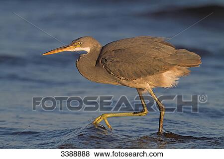 Western Reef Heron (Egretta gularis) in shallow water, side view View Large Photo Image Stock Photo - Western Reef Heron (Egretta gularis) in shallow water, side view . Fotosearch